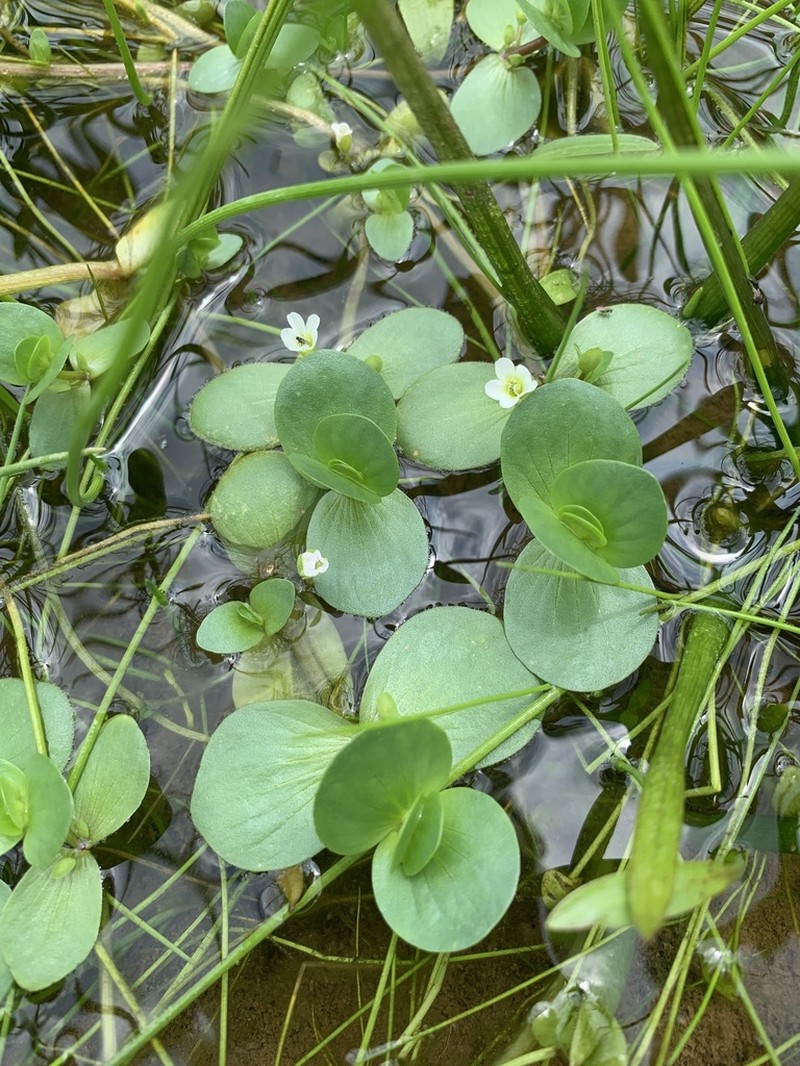 Disk Waterhyssop photo 3