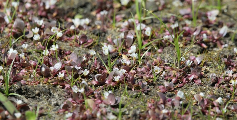 Disk Waterhyssop photo 4