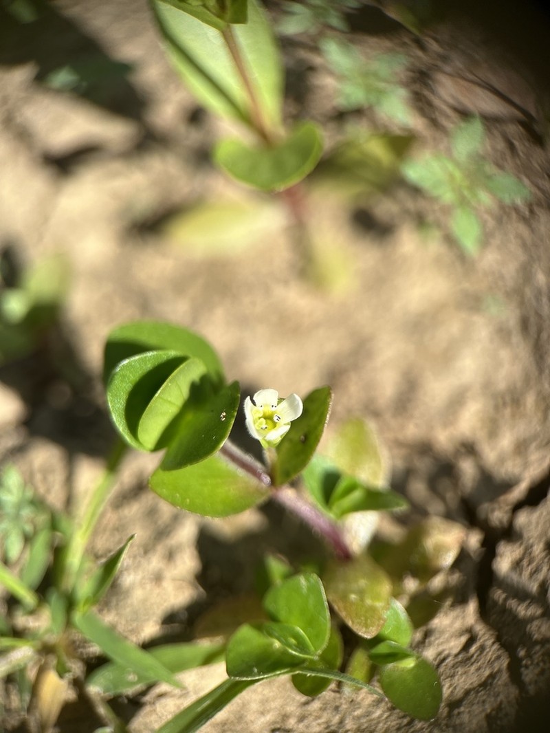 Disk Waterhyssop photo 5