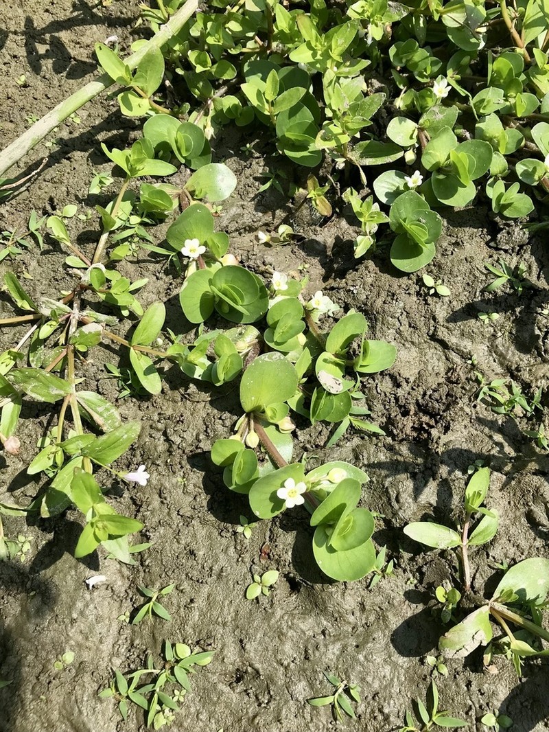 Disk Waterhyssop photo 6