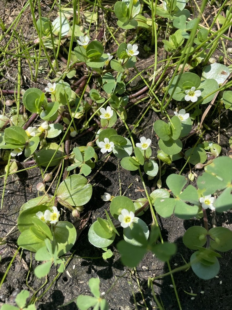 Disk Waterhyssop photo 7