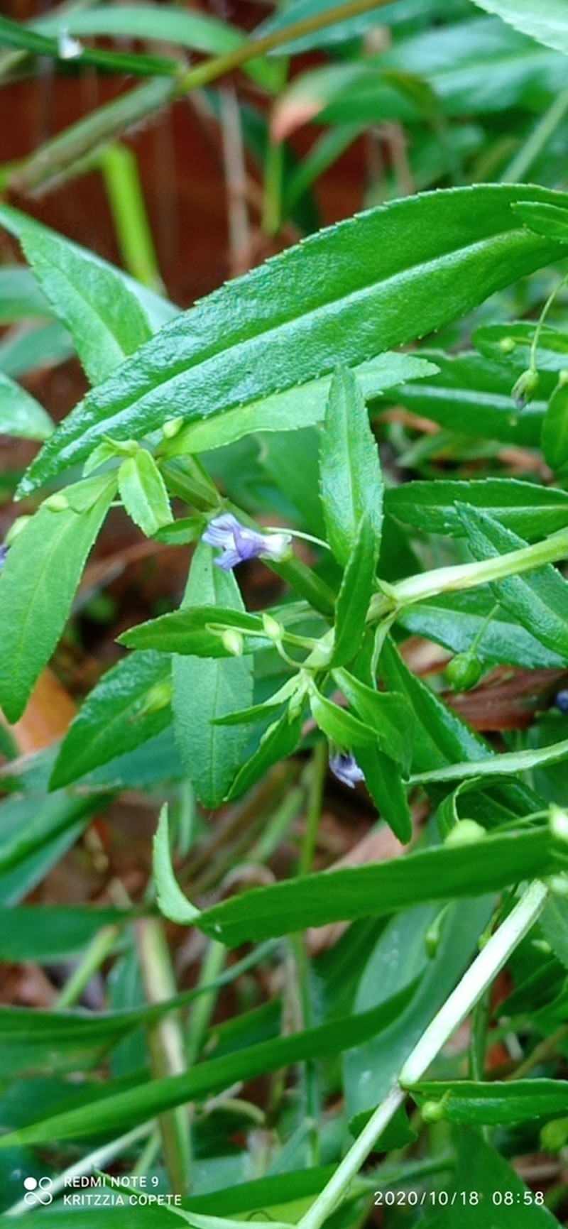 Bacopa scoparioides