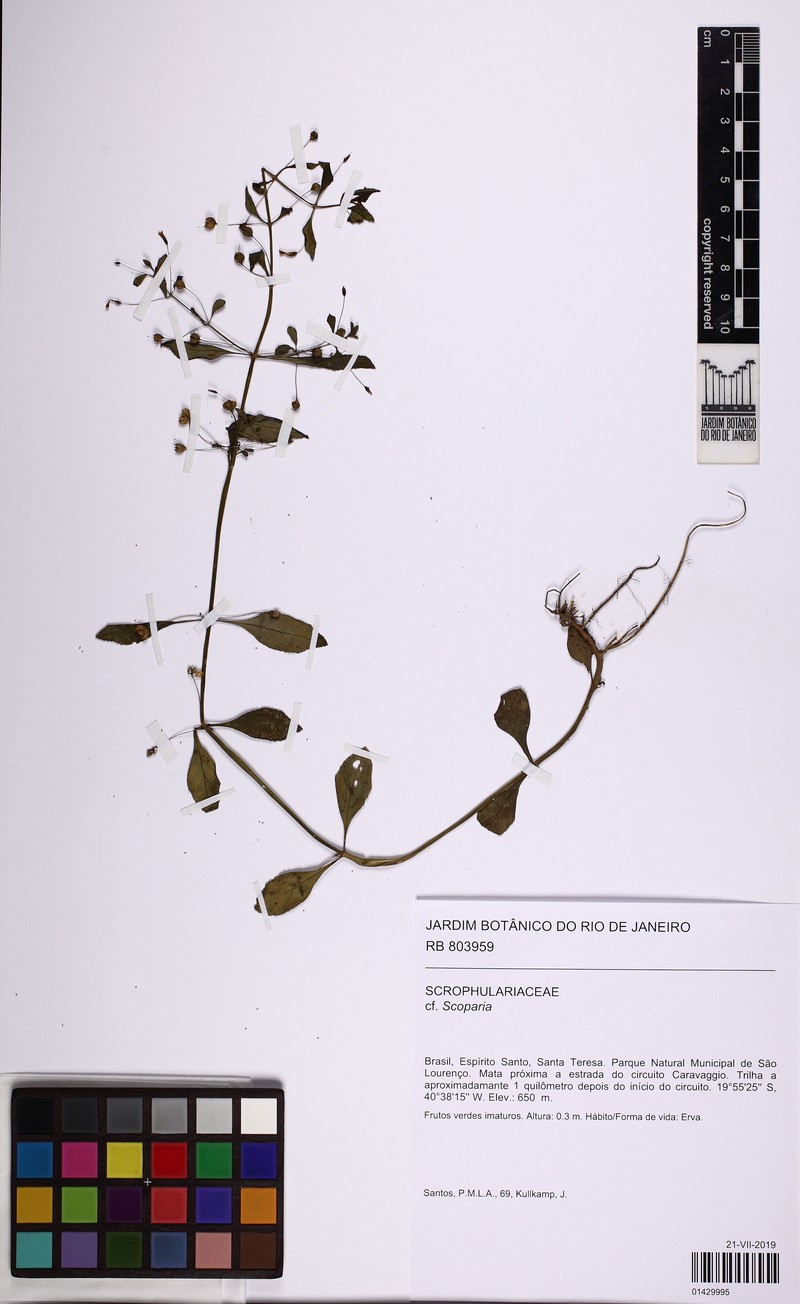 Bacopa scoparioides photo 2