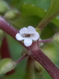 Yerba De Culebra