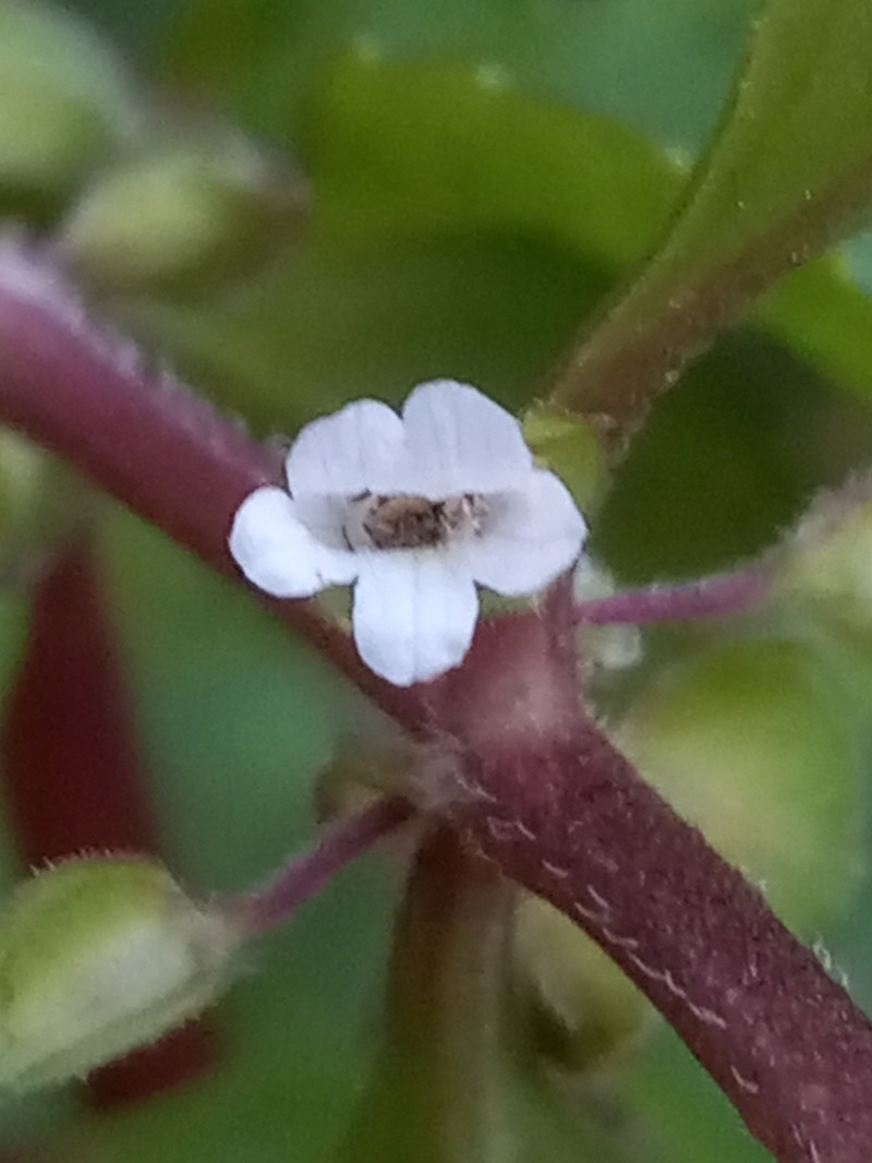 Yerba De Culebra