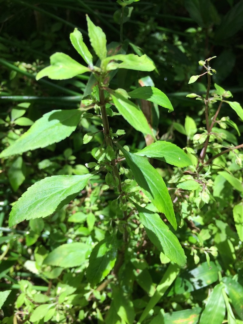 Yerba De Culebra photo 2
