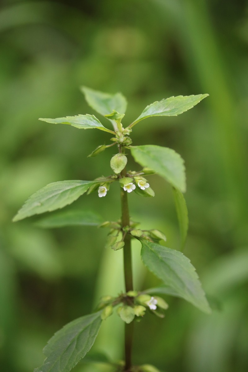 Yerba De Culebra photo 4