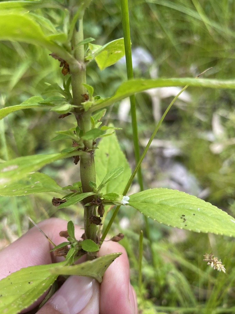 Yerba De Culebra photo 5