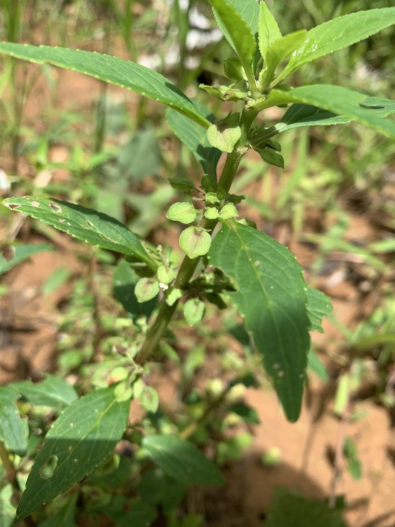 Yerba De Culebra photo 6
