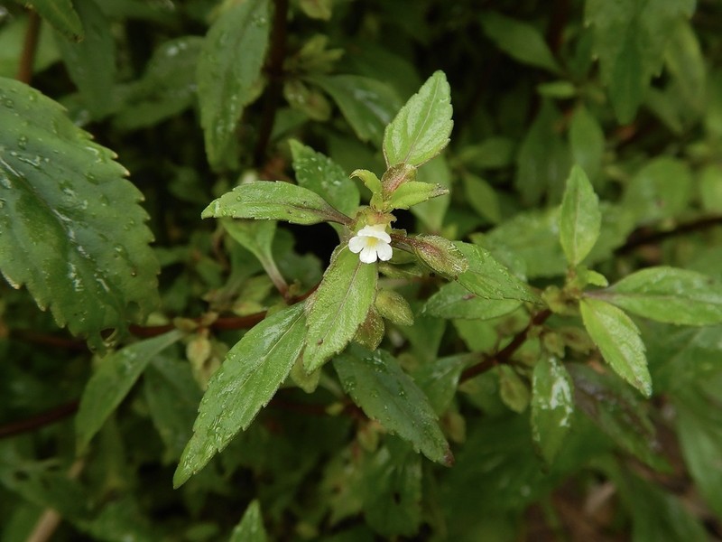 Yerba De Culebra photo 7