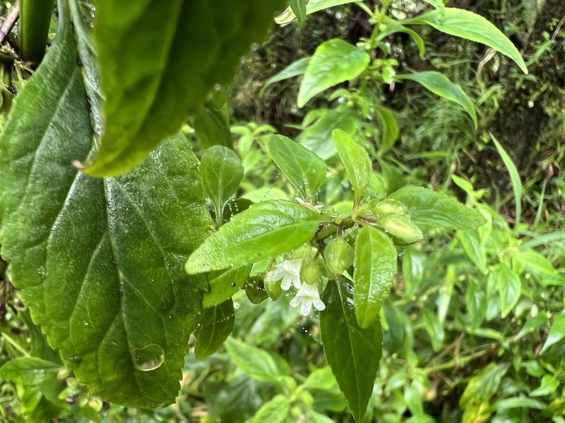 Yerba De Culebra photo 8