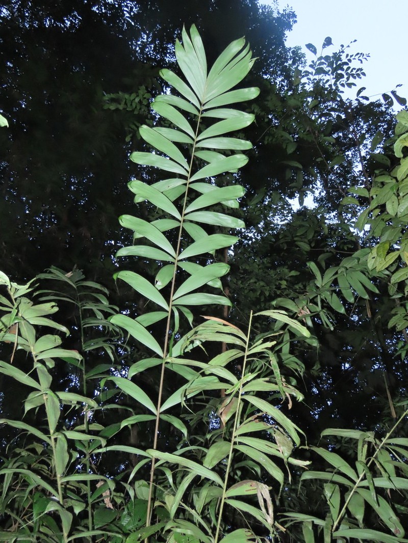 Bactris acanthocarpa