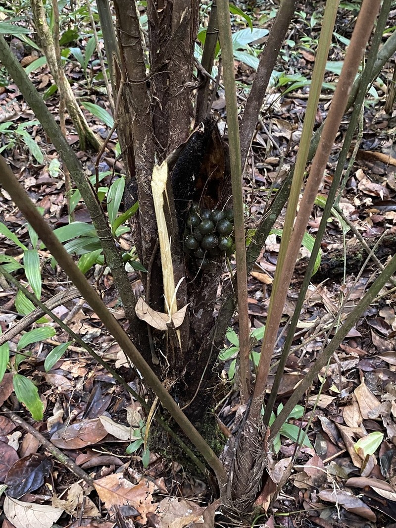 Bactris acanthocarpa photo 2