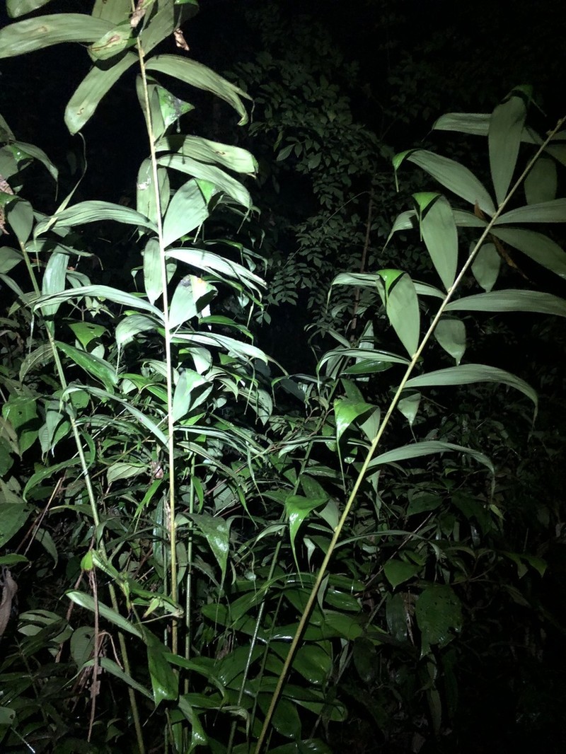 Bactris acanthocarpa photo 3