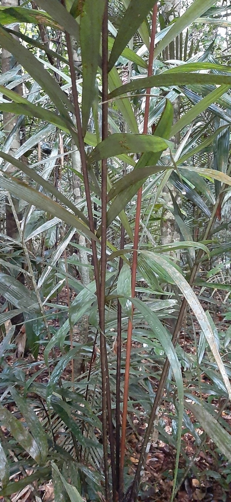 Bactris acanthocarpa photo 5
