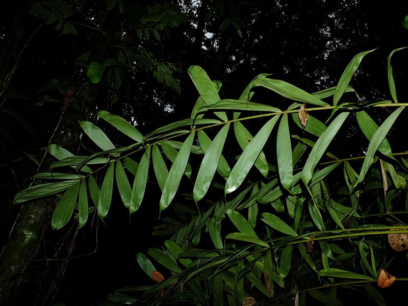 Bactris acanthocarpa photo 6