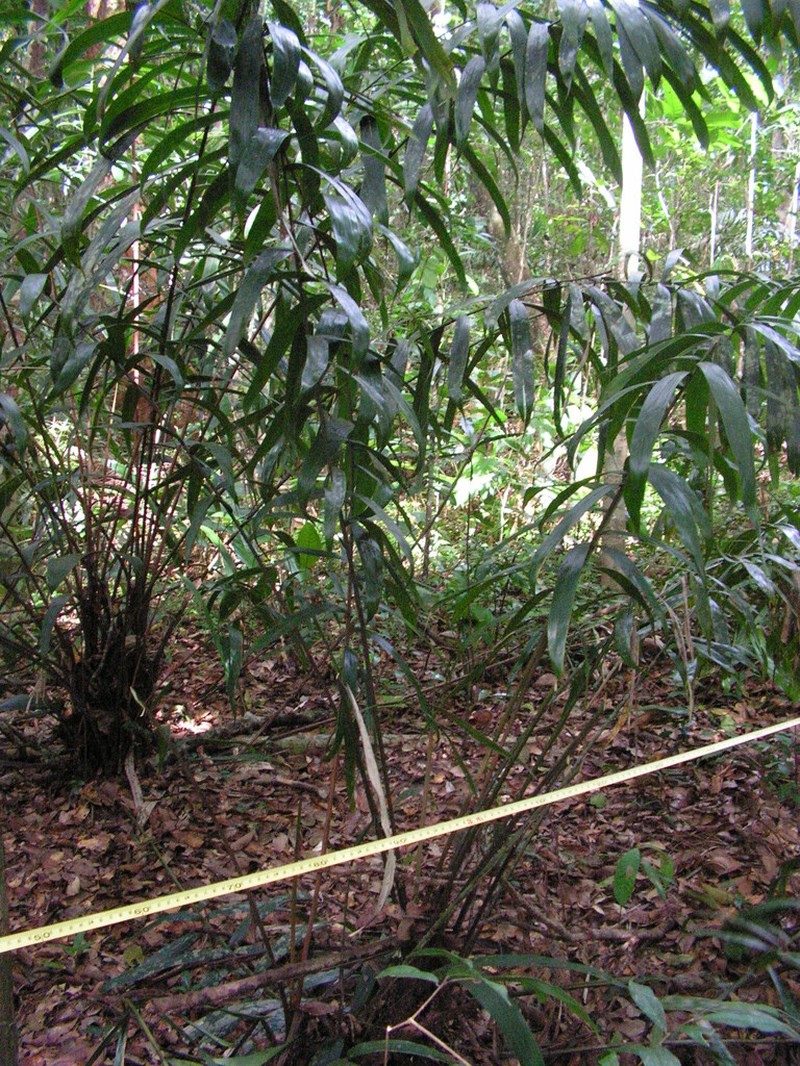 Bactris acanthocarpa photo 7