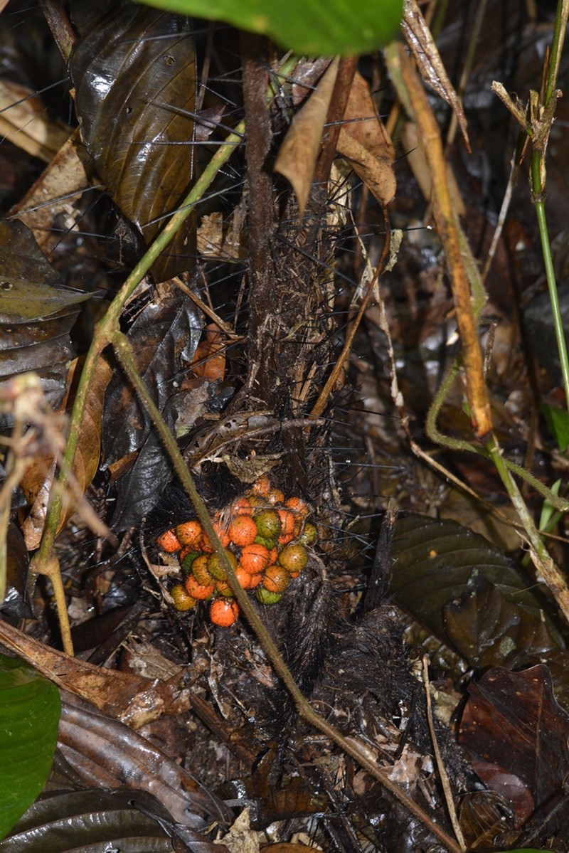 Bactris acanthocarpa photo 8