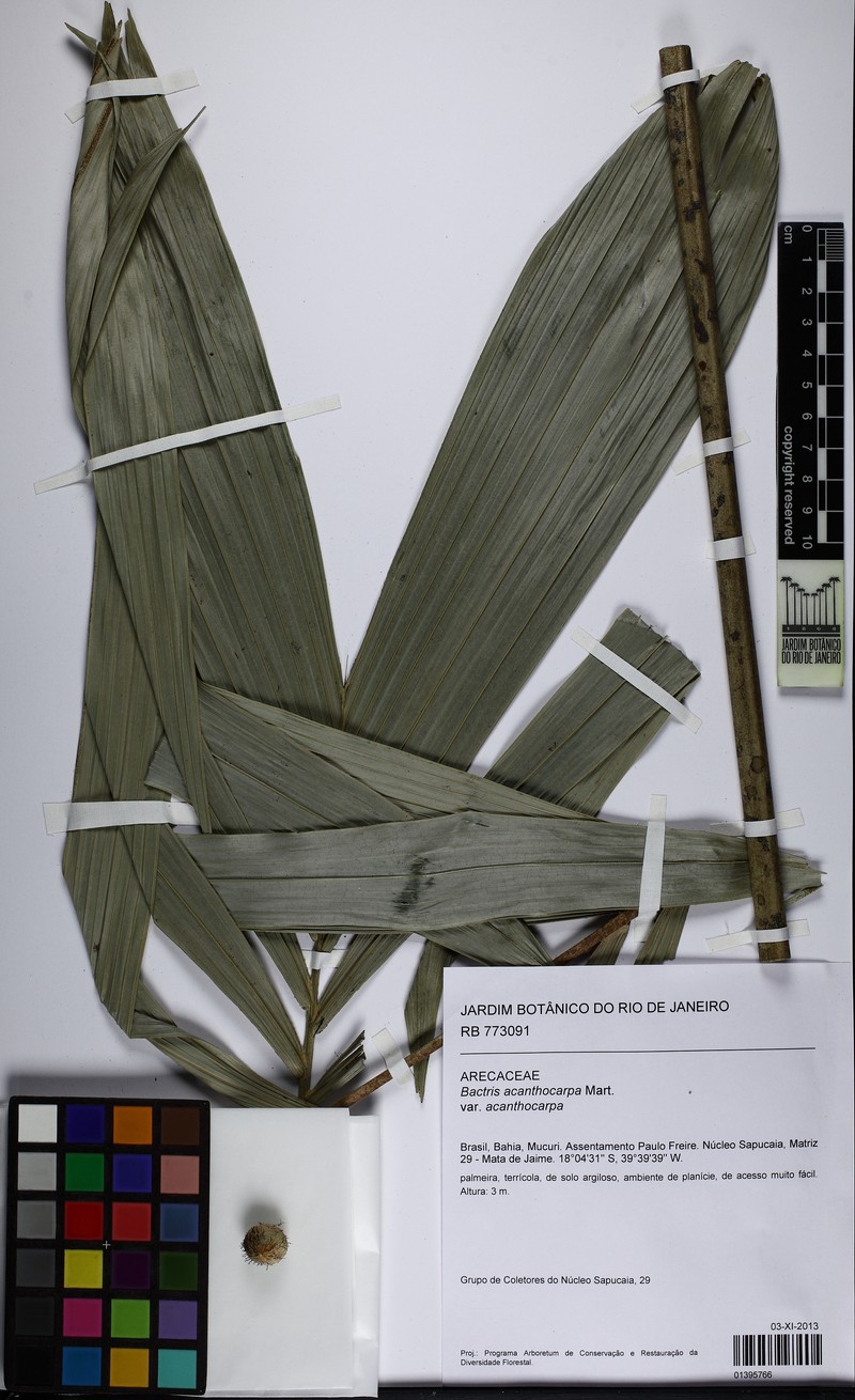 Bactris acanthocarpa var. acanthocarpa photo 2