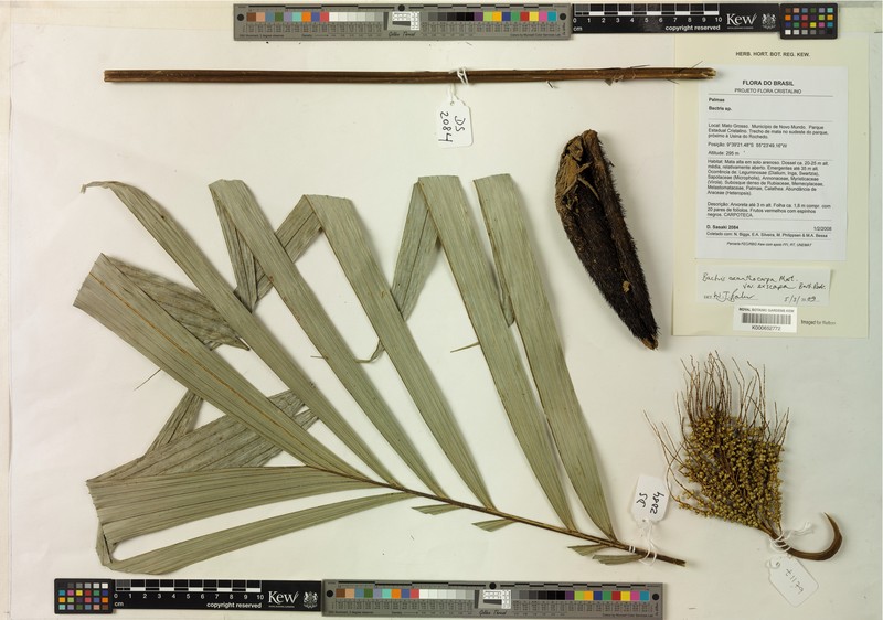Bactris acanthocarpa var. exscapa photo 2