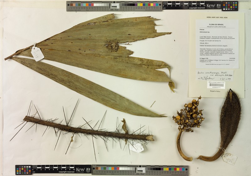 Bactris acanthocarpa var. exscapa photo 3
