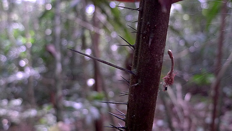 Bactris acanthocarpa var. exscapa