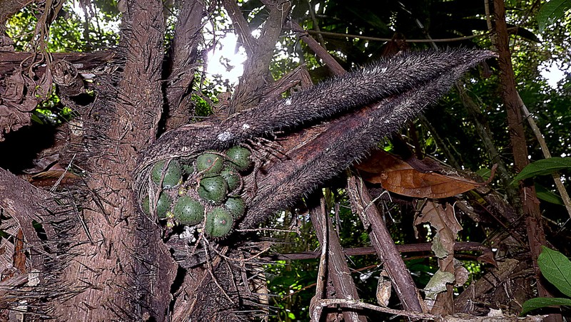 Bactris acanthocarpa var. exscapa photo 5