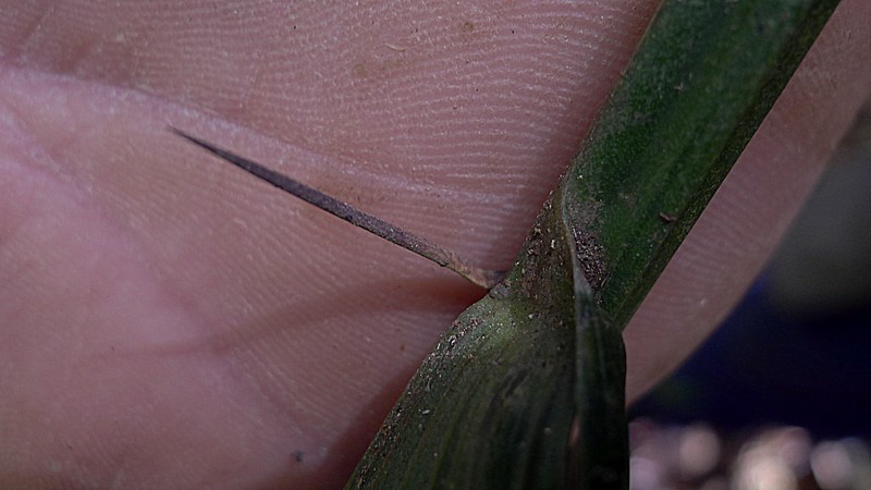 Bactris acanthocarpa var. exscapa photo 6