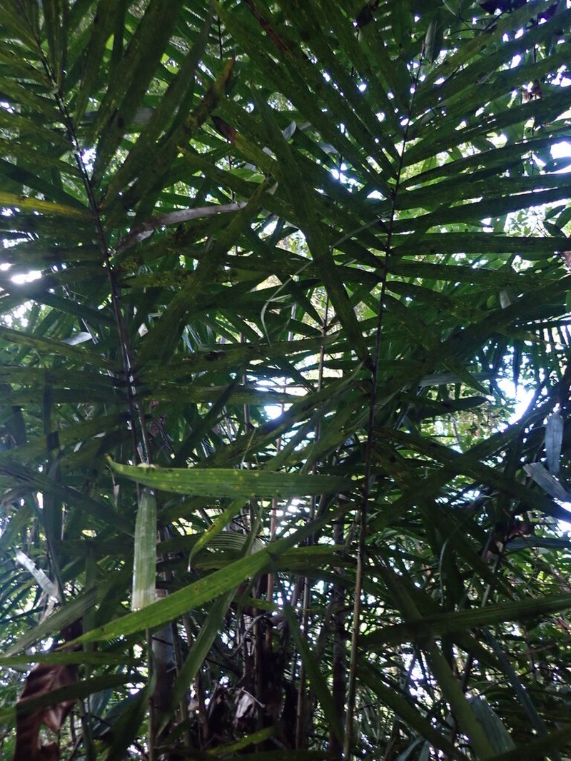 Bactris acanthocarpoides