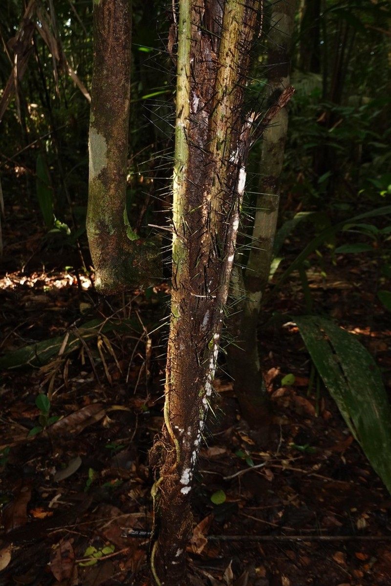 Bactris acanthocarpoides photo 2