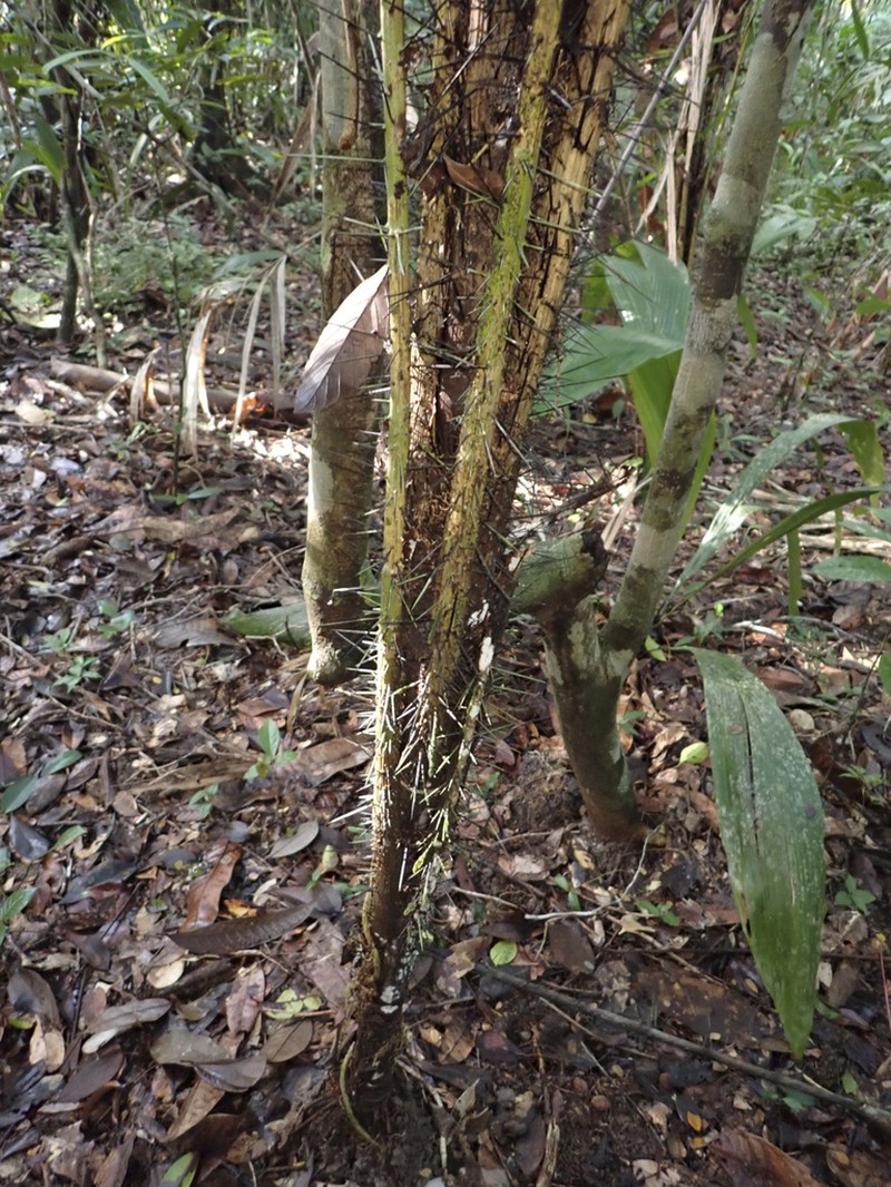 Bactris acanthocarpoides photo 3