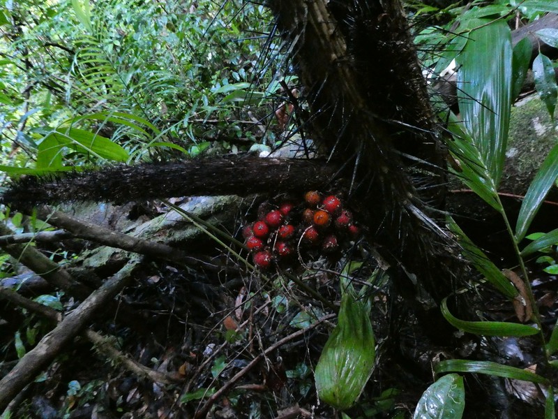Bactris acanthocarpoides photo 4