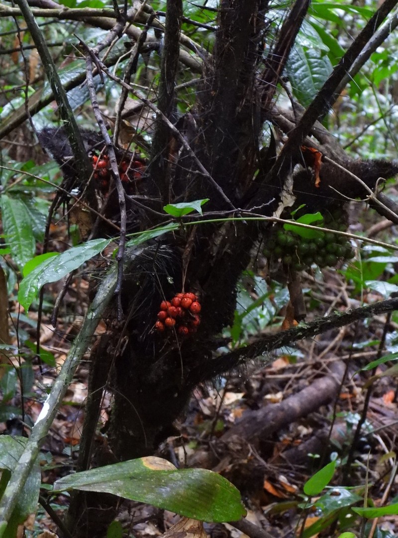 Bactris acanthocarpoides photo 5
