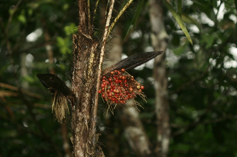 Bactris acanthocarpoides photo 6