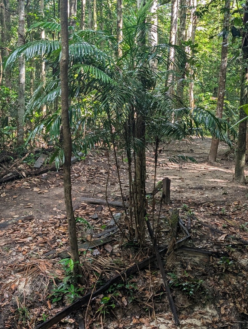 Bactris acanthocarpoides photo 7