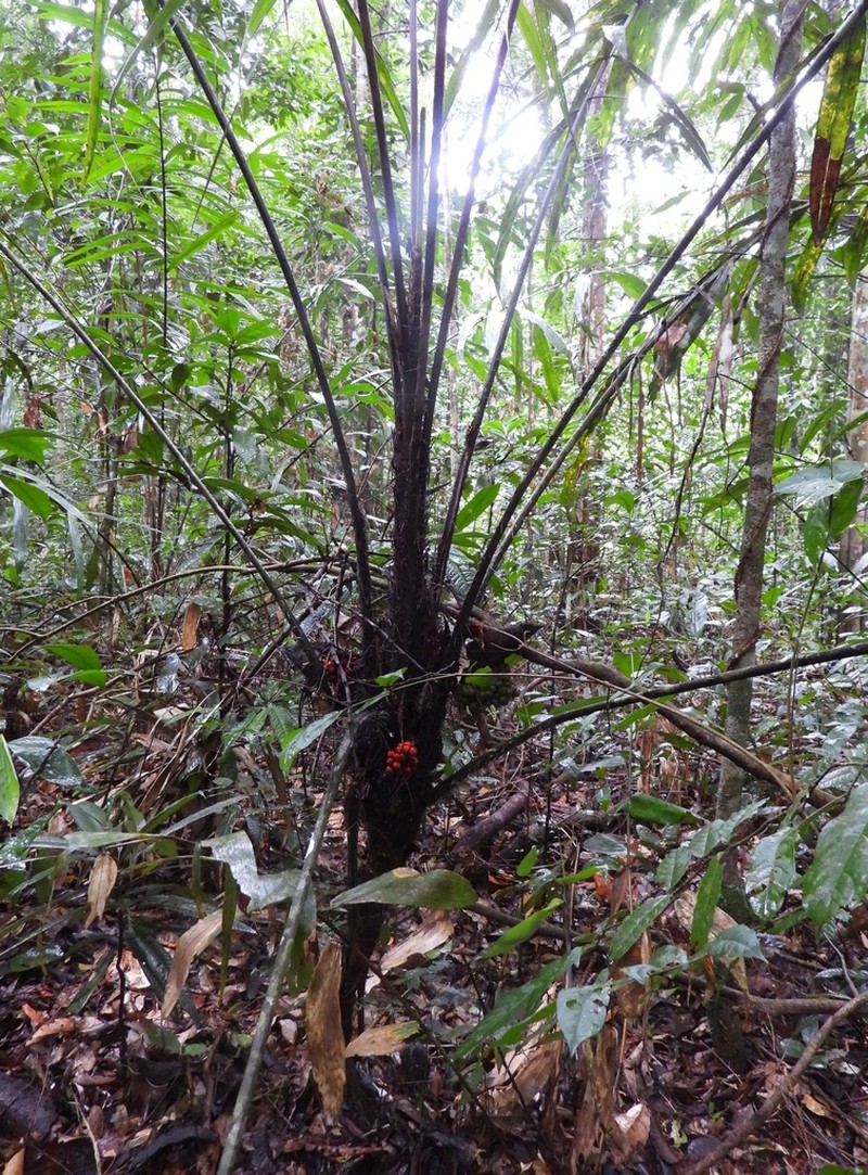 Bactris acanthocarpoides photo 8