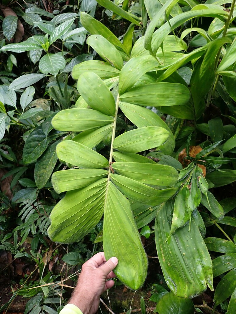 Bactris ana-juliae