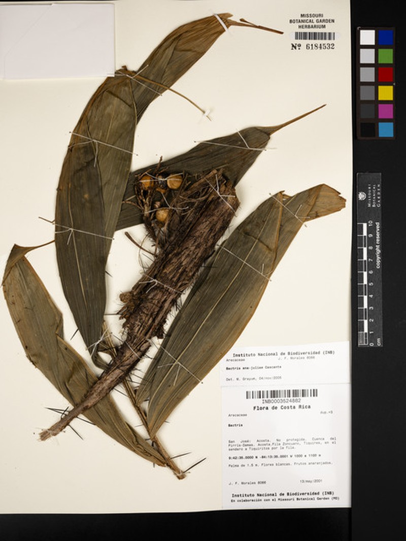 Bactris ana-juliae photo 2