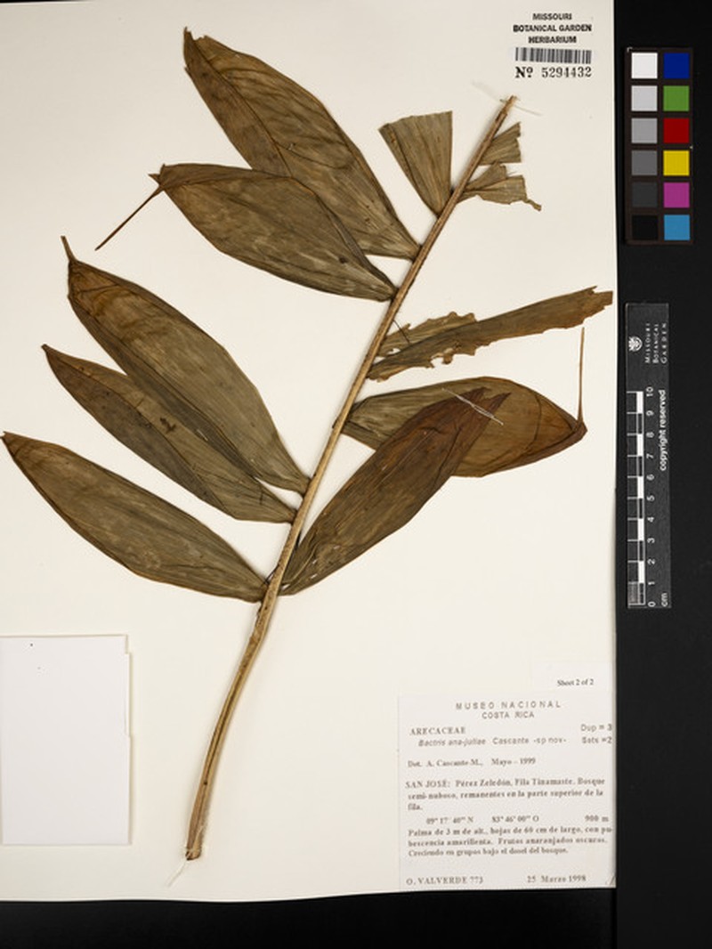 Bactris ana-juliae photo 3