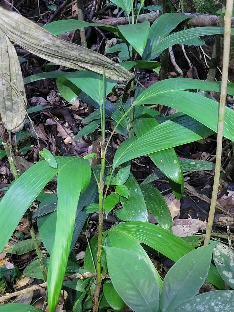 Bactris aubletiana