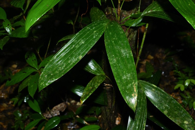 Bactris aubletiana photo 2