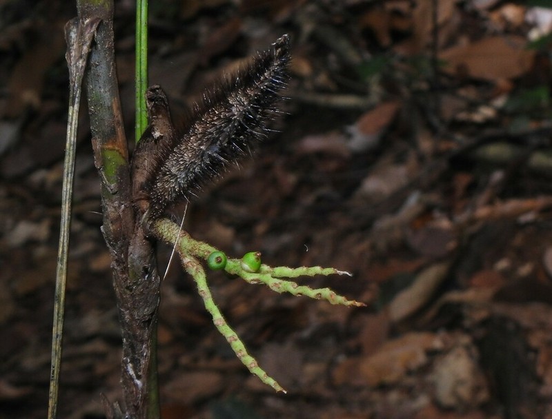 Bactris aubletiana photo 3
