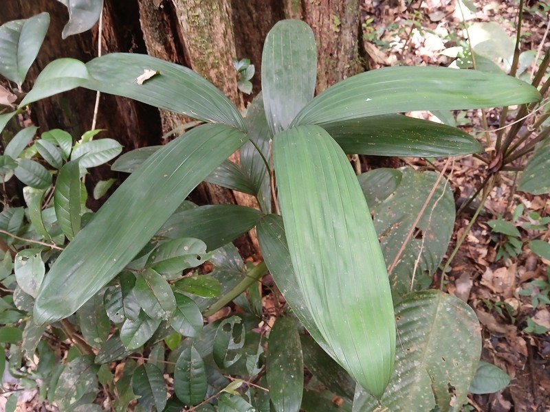 Bactris aubletiana photo 5