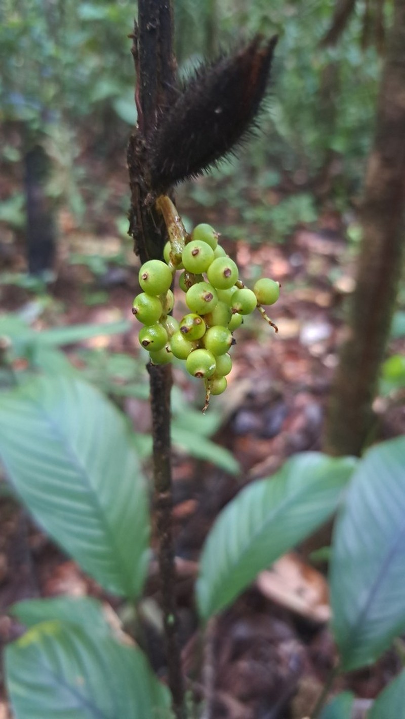Bactris aubletiana photo 6