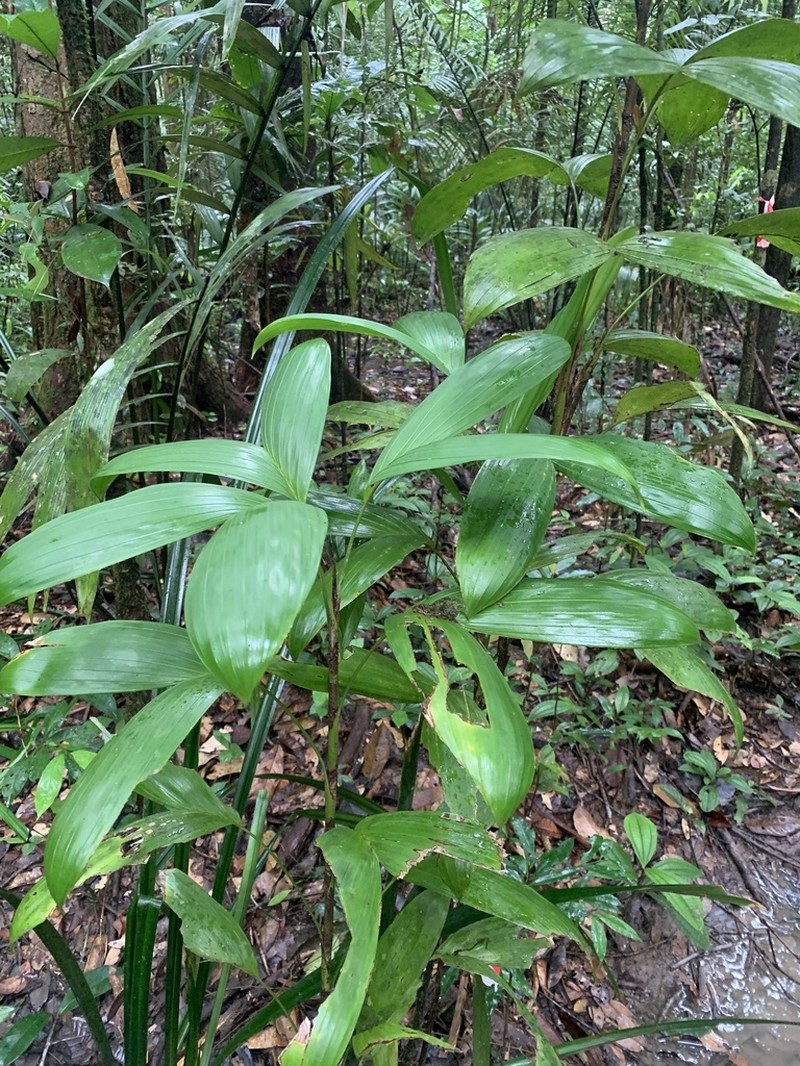 Bactris aubletiana photo 8