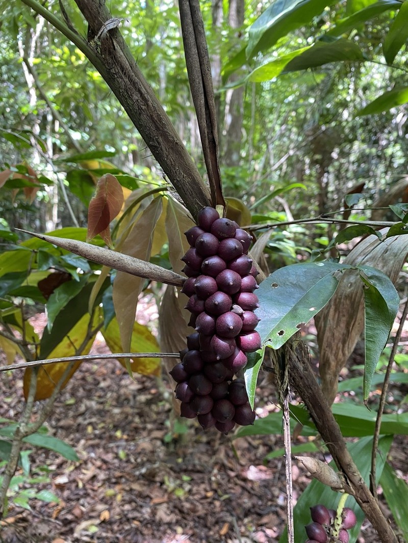 Bactris bahiensis