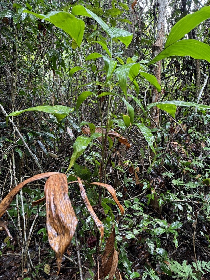 Bactris bahiensis photo 2
