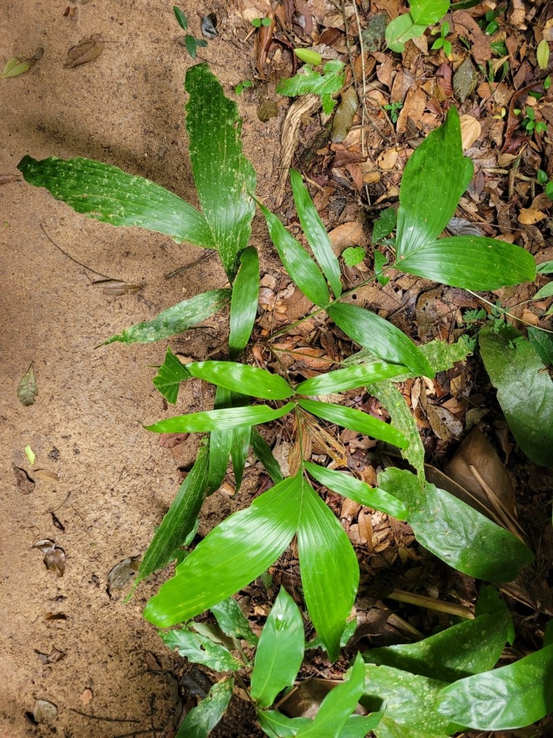 Bactris bahiensis photo 3