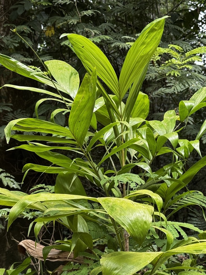 Bactris bahiensis photo 4