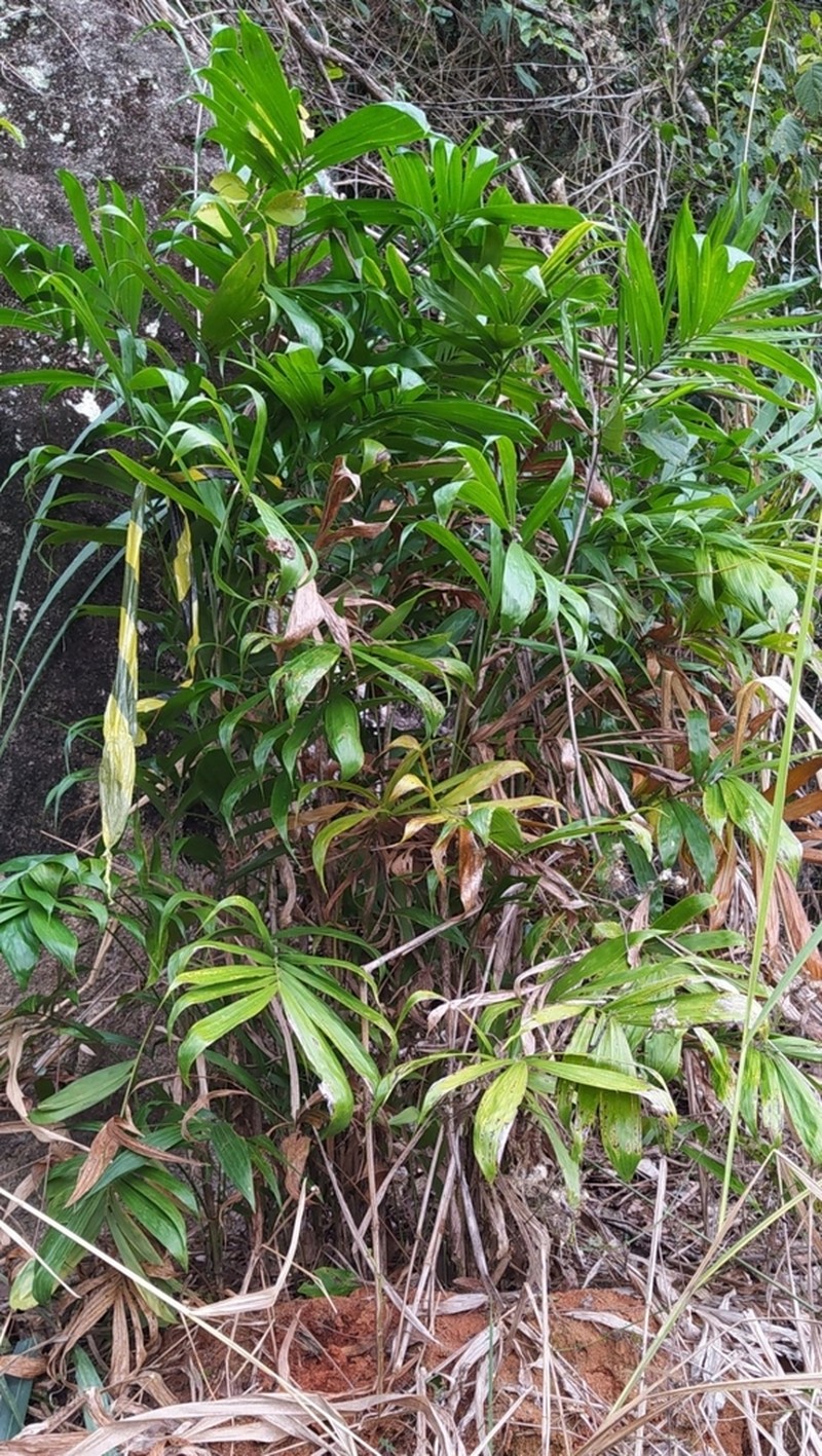 Bactris bahiensis photo 5